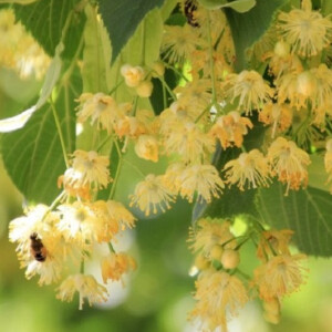 Max Philip Floral. Лето, заключенное во флакон.