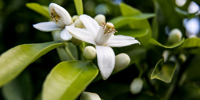 Франческа Бьянки посвятила новый аромат аккорду нероли