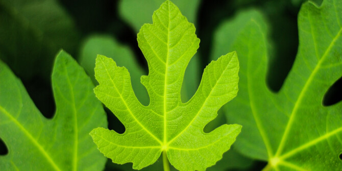 Греческая смоковница: бренд Francesca Dell'Oro анонсировал Sainte +Figue