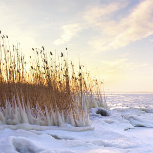 Акварельные этюды: гиацинт, полынь, гальбанум в нишевых и люксовых ароматах