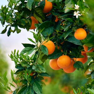 Tryst — новый аромат от Hiram Green с нотами апельсиновой цедры, нероли и флердоранжа