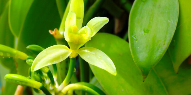 Maison Rebatchi приглашают на Мадагаскар в новом Vanille Riviera