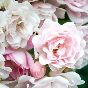 Лука Маффеи составил для Aedes de Venustas аромат Amnesia Rose