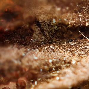 Akigalawood на двоих: сходство по паспорту.