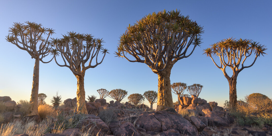 Shay & Blue London анонсировали выход нового аромата Frankincense Black Pepper