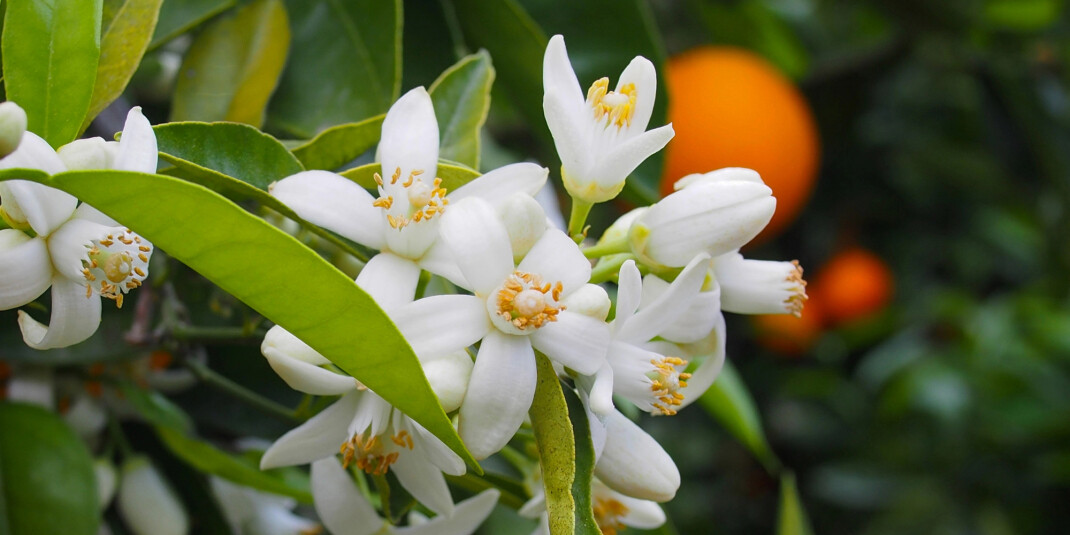 Матисс, Северная Африка, свобода: Atelier Cologne показали Bohemian Orange Blossom