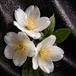 Цветок обнаженной души: Nasomatto Nudiflorum