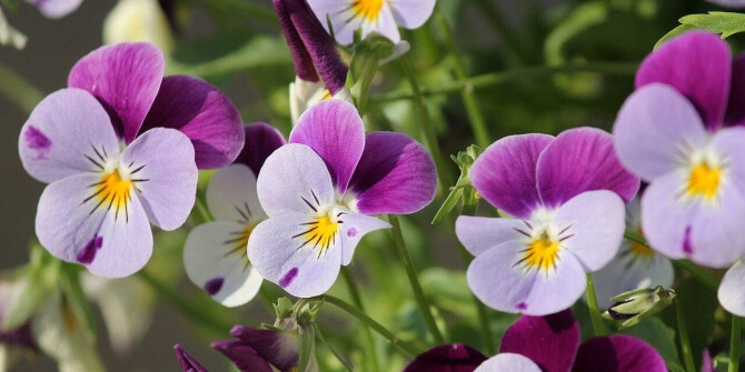 Кристин Нажель составила для Hermès аромат Violette Volynka