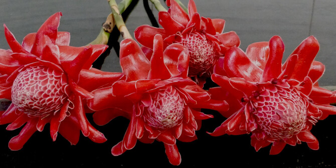 Goldfield & Banks объединили в Ingenious Ginger цветок имбиря и австралийский сандал