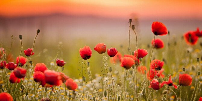 Bath & Body Works представили линейку продуктов Poppy