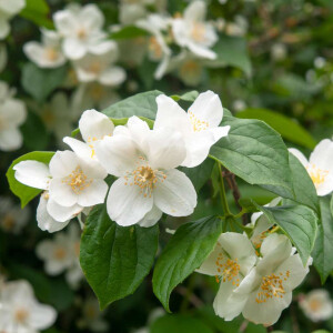Жасмин и чубушник: Savour выпустили Mock Orange