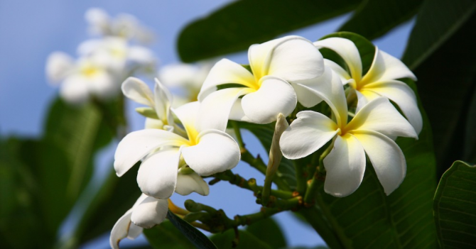 Цветы тиаре и океанический бриз: Diptyque выпустили Essences Insensées 2019