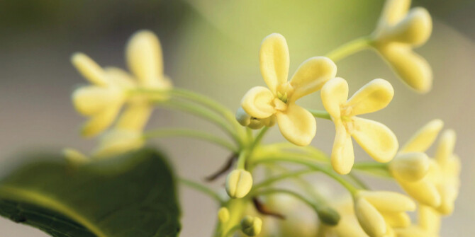 L'Occitane посвятили новый аромат цветению османтуса