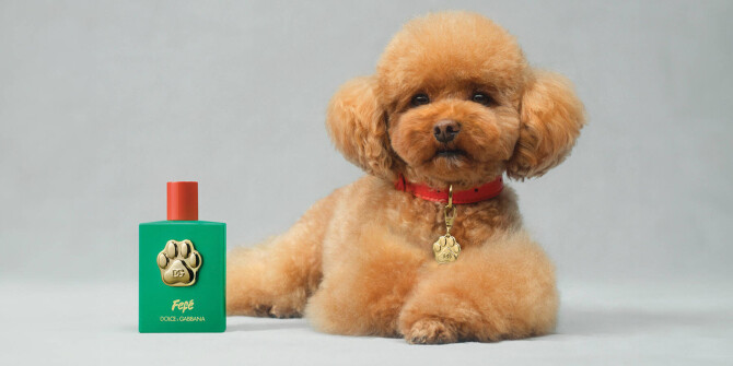 Dolce & Gabbana представили ароматную дымку для собак Fefé 