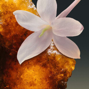 Соня Констан создала аромат Myrrh K в рамках собственной марки Ella K