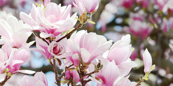 Кедр и магнолия — в новых парных ароматах L'Eau d'Issey Issey Miyake