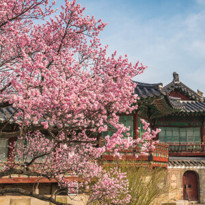 Guerlain устраивают церемонию ханами в новом Cherry Blossom 2023