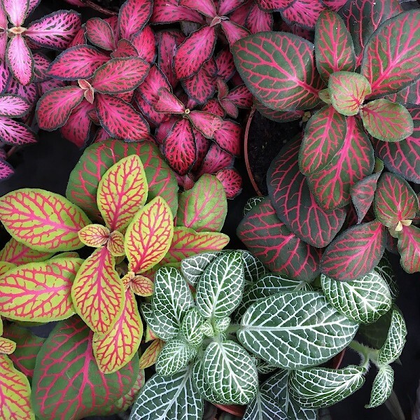 Ноты в ароматах