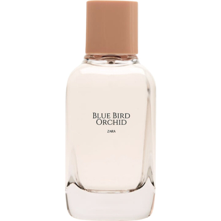 Zara Blue Bird Orchid