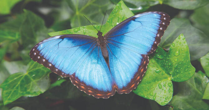 Магические ароматы любви