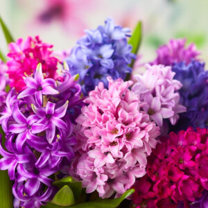 Масло гиацинта в парфюмерии