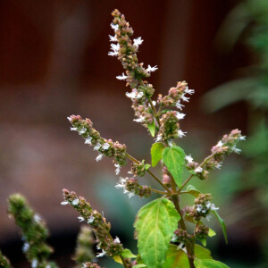 Мать — Сыра Земля: как пачули стали одной из составляющих нишевой парфюмерии
