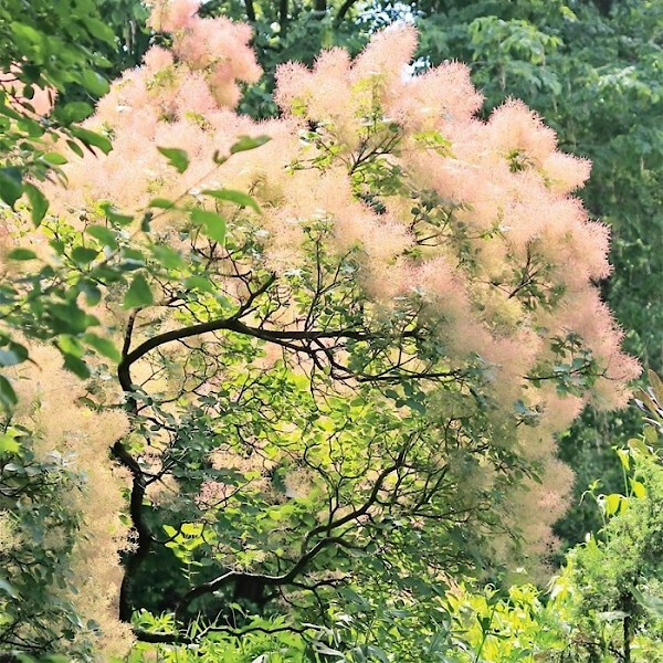 Ноты в ароматах