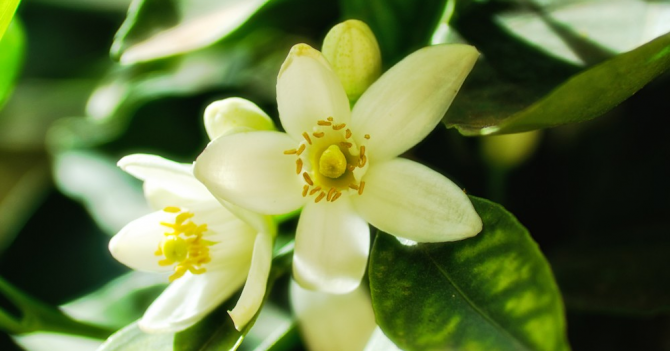 Ладан и цветочный минимализм: Mizensir выпустили Incensum и Solar Blossom