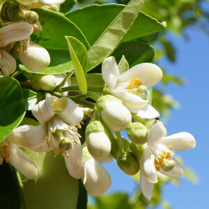 Барокко, флердоранж и советские травмы: M.INT, CDG, Aedes de Venustas, Sylvaine Delacourte