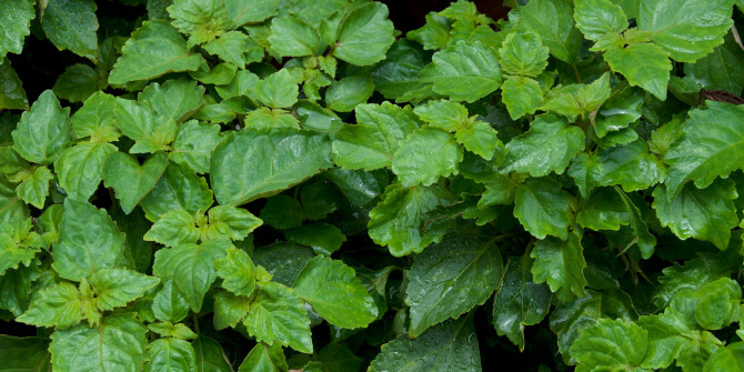 Ånd Fragrances показали древесно-фруктовый аромат Påtch