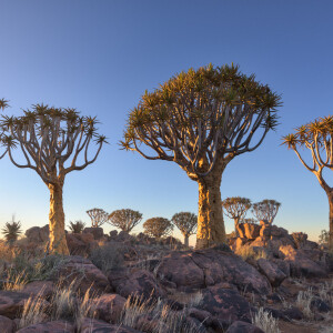 Shay & Blue London анонсировали выход нового аромата Frankincense Black Pepper