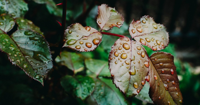 Чем пахнет воздух после дождя?