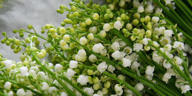 Guerlain анонсировали выпуск лимитированного издания Muguet 2023