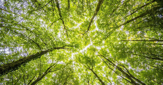 Miller Harris будут сажать деревья за каждую покупку