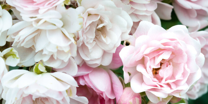 Лука Маффеи составил для Aedes de Venustas аромат Amnesia Rose