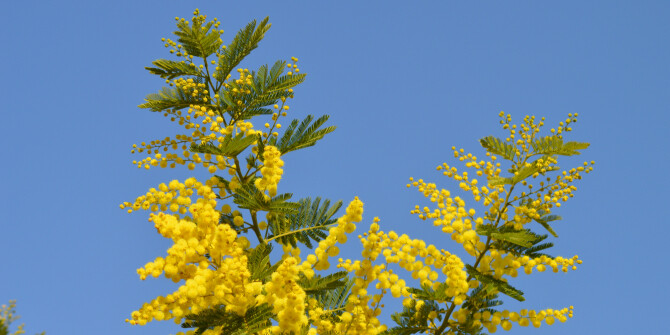 Мимоза, жимолость, майская роза — в новом аромате Aerin