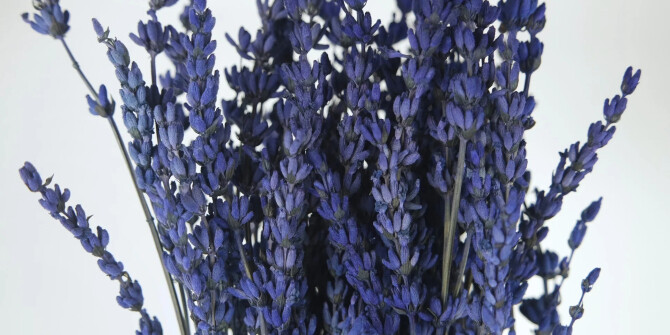 Наших встреч синие цветы: Le Labo анонсировали запуск Lavande 31