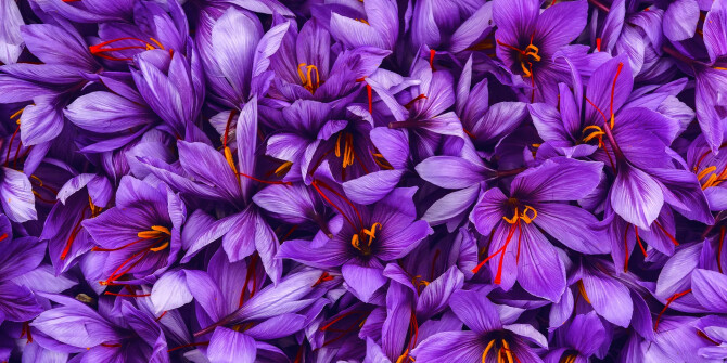 Korloff выпустили Overdose Aphrodisiaque с нотами шафрана, иланга и ладана