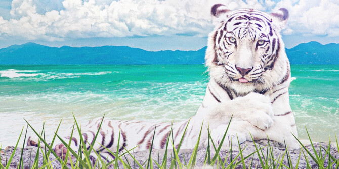 Переосмысление фужерной темы и джунгли: Пьер Гийом выпустил 22.1 Tigre d'Eau