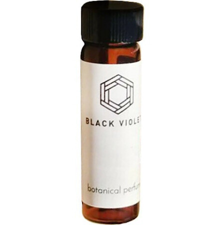 Black Violet Lavandula