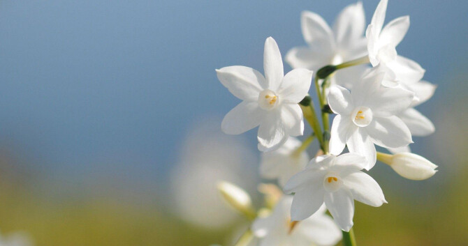 Выращивание жасмина для Chanel