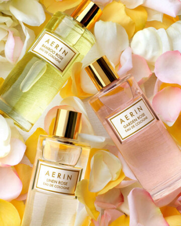 Aerin Garden Rose