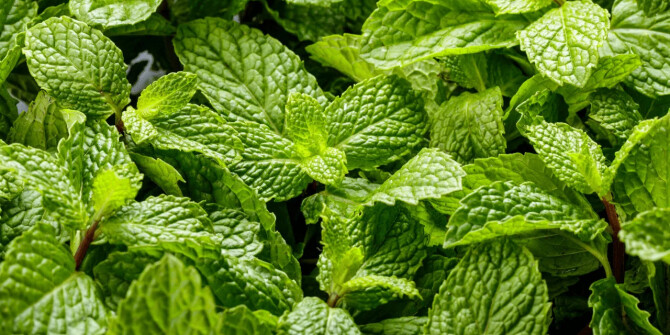 Nomenclature пополнили коллекцию Modern Eclectics ароматом Minted