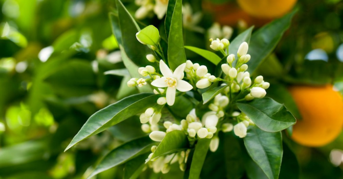 Xerjoff выпустят лимитку совместно с ритейлером Campomarzio70