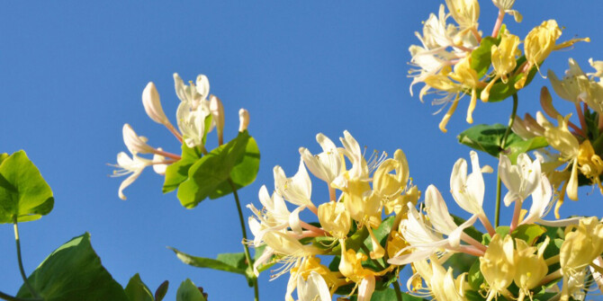 D.S. & Durga посвятили лимитированный аромат Suckle Honey City Бруклину