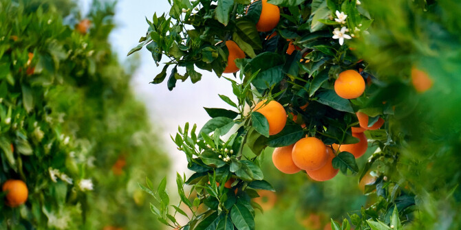 Tryst — новый аромат от Hiram Green с нотами апельсиновой цедры, нероли и флердоранжа