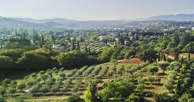 Lancôme купили историческую розовую плантацию в Грассе