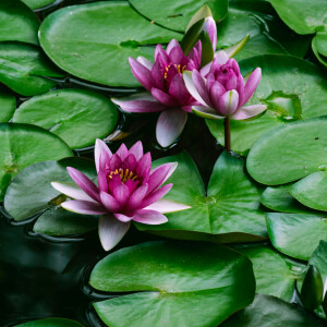 Mauna — новый аромат в коллекции Talismans от Mendittorosa