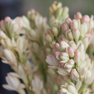 Art de Parfum ностальгируют по 90-м в новом аромате Sabotage