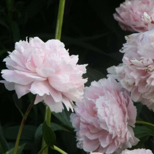 Бренд Карла Лагерфельда выпустил дуэт Fleur de Pivoine и Bois De Cypres